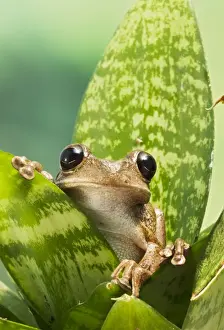 Cuban Tree Frog - on plant front view - Controlled conditions 15319