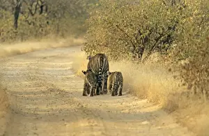 Tigeress Prints: Cubs following Bengal / Indian Tigeress Ranthambhor National Park, India