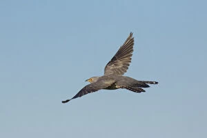 Cuckoo Gallery: Cuckoo - adult bird in flight - Germany