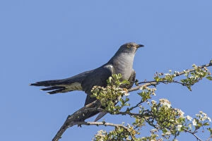Cuckoo - adult bird perched on branch - Germany