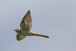 Cuckoo Gallery: Cuckoo - adult brown female in flight - Germany