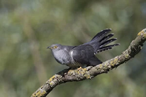 Twig Gallery: Cuckoo - adult male perched on twig - Germany Date: 25-Mar-19