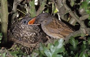 Images Dated 25th October 2010: Cuckoo - chick being fed by Dunnock (Prunella modularis)