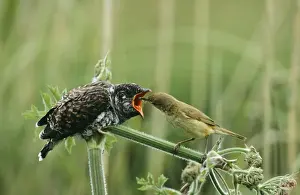 Cuckoos Prints: Cuckoo CK 4039 Fledgling being fed by Reed Warbler Cuculus sp