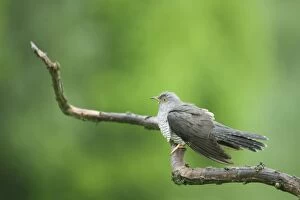 Images Dated 16th May 2010: Cuckoo Cuculus canorus Hungary BI19630