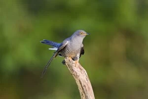 Images Dated 21st May 2008: Cuckoo - On flight perch