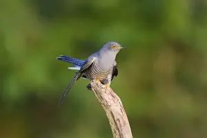 Cuckoos Prints: Cuckoo - On flight perch - Norfolk UK