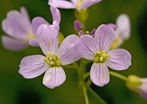 Veins Prints: Cuckoo Flower