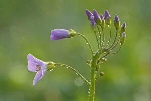 Cuckoo Gallery: Cuckoo Flower - blooming with morning dew on a