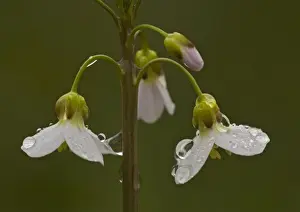 Cuckoo flower / Milkmaids. Spring flower