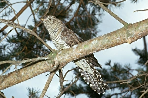 Images Dated 26th May 2006: Cuckoo - immature