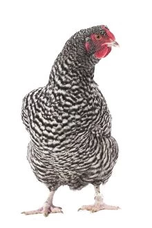 Cuckoo Gallery: Cuckoo Izegem Chicken Hen
