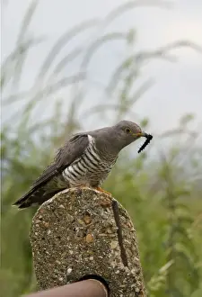 Cuckoos Prints: Cuckoo - On post with caterpillar - Norfolk UK