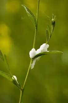 Nymph Prints: Cuckoo spit, or nymphs of common froghopper (Philaenus spumarius) on plant, spring