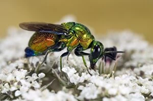 Images Dated 11th July 2010: Cuckoo-wasps - Italy