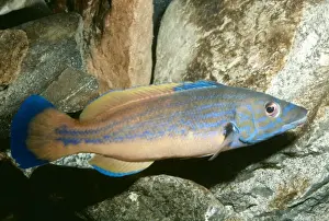 Cuckoo Wrasse PM 7876 Male, UK Marine Labrus mixtus © Pat Morris ARDEA LONDON