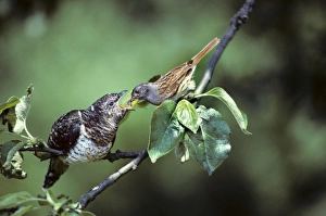 Images Dated 25th March 2010: Cuckoo - young fed by Dunnock