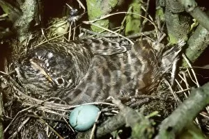 Cuckoo Gallery: Cuckoo - young in nest next to egg