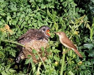 Food In Beak Collection: Cuckoo - young in Reed Warbler nest being feed - UK