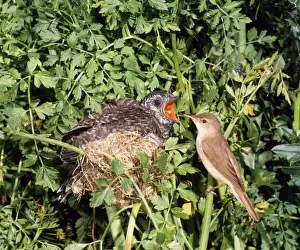 Cuckoos Prints: Cuckoo - young in Reed Warbler nest with host bird Sussex, UK