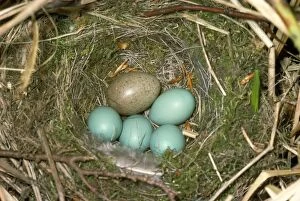 Images Dated 25th October 2010: Cuckoo's egg in Dunnock's nest with eggs
