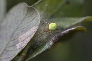 Arachnids Gallery: Cucumber Green Orb Web Spider - Cornwall - UK Cucumber