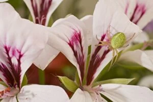 Cucumber Spider on lily