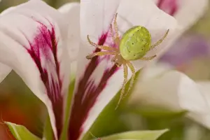 Cucumber Spider on lily. UK