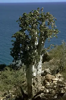 Yemen Prints: Cucumber Tree