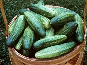 Cucumber Prints: Cucumbers In basket