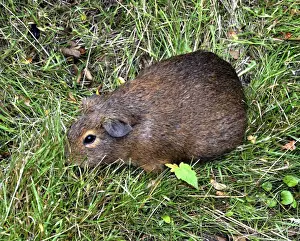 Domesticated Prints: Cuis, the wild ancestor of the domestic Guinea Pig, Andes, South America