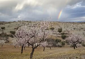 Images Dated 24th February 2014: Cultivated Almond Trees