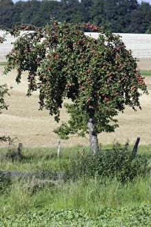 Images Dated 12th September 2006: Cultivated Apple Tree - on country roadside, Lower saxony, Germany
