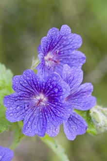 Images Dated 11th June 2005: Cultivated Cranesbill