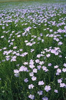 Images Dated 19th December 2007: Cultivated Flax France