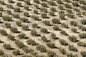 Images Dated 30th January 2014: Cultivated Olive Trees
