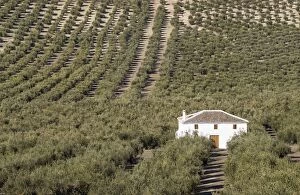 Images Dated 30th January 2014: Cultivated Olive Trees - and farmhouse
