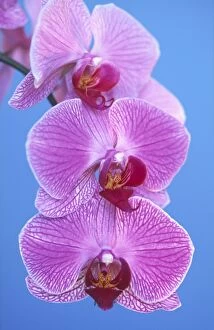 Cultivated orchid - close-up of flower