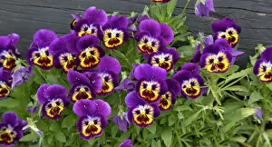Cultivated pansies
