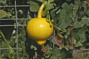Squash Prints: Cultivated Squash