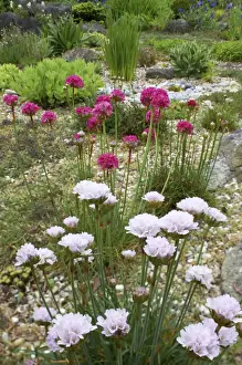 Thrift Prints: Cultivated Thrift in gravel garden, Essex, UK PL000235