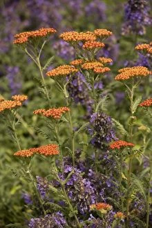 Images Dated 9th July 2006: A cultivated yarrow Walter Funkel with Nepeta