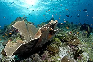 Cup Coral and Scalefin Anthias - Fotteyo - Felidhoo - Maldives