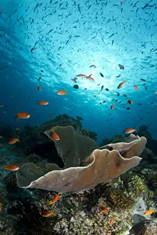 Anthias Prints: Cup Coral and Scalefin Anthias - Fotteyo - Felidhoo - Maldives