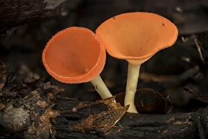 Cup Fungus, Tayrona National Park, Colombia