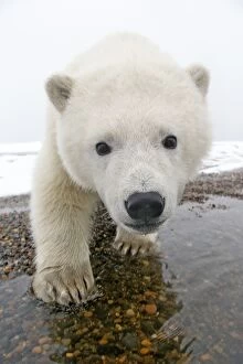A curious Polar Bear cub comes in for a close up portrait
