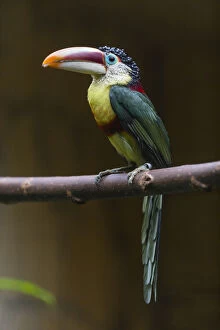 Curl - crested Aracari - native to the Amazon basin, perched on branch Date: 11-Feb-19