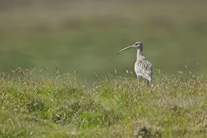 Images Dated 25th June 2012: Curlew