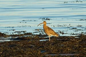 Curlew adult in seaweed winter