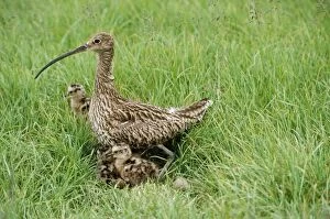Images Dated 2nd November 2007: Curlew - adult with young